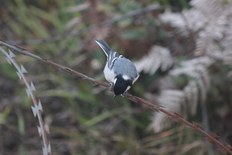 photo 2022 02 01 12 38 img 0272