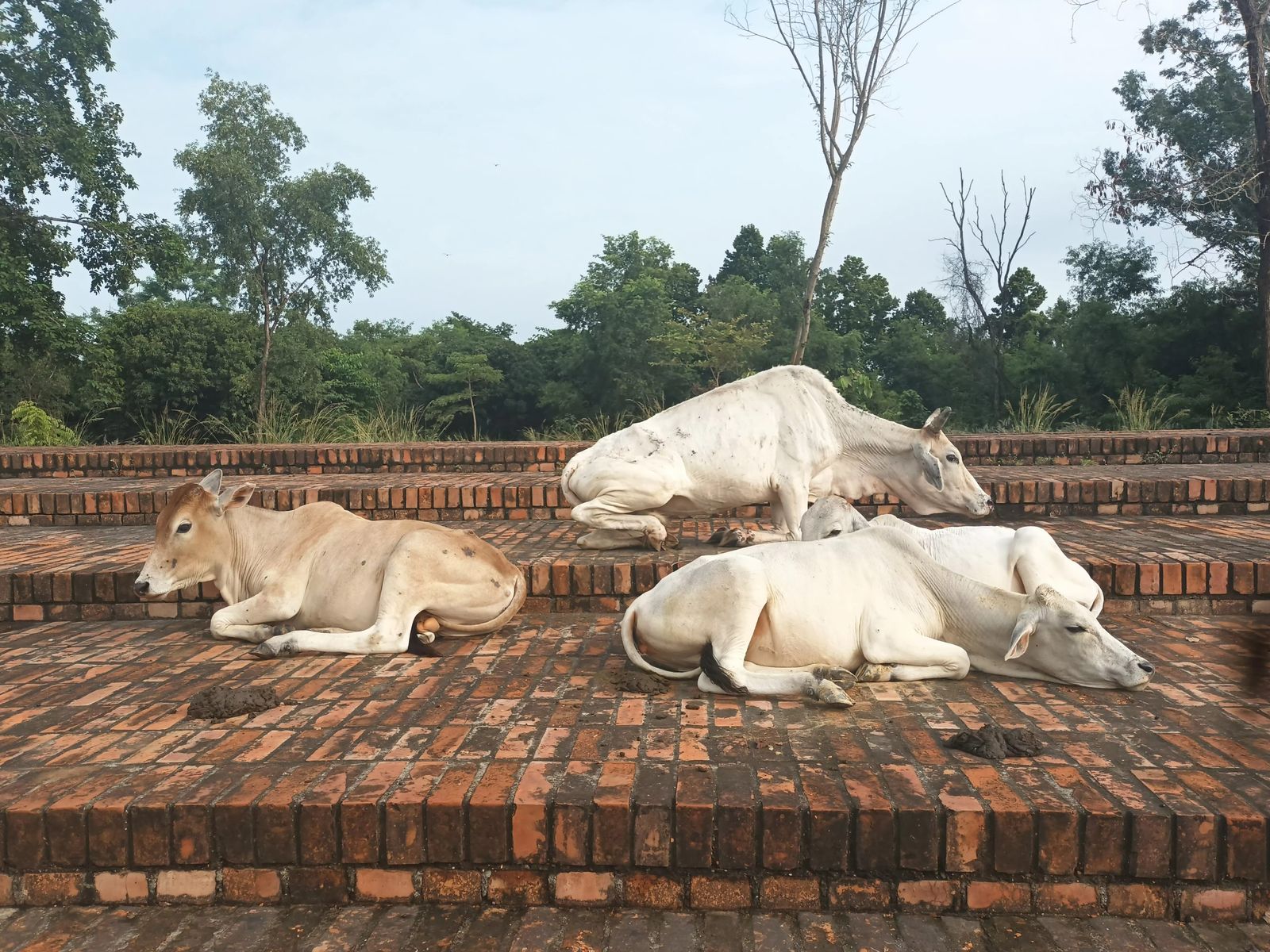 Nepalese Cows